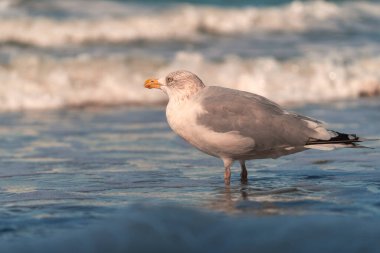 Ostseebad Sellin auf der Insel Ruegen Mecklenburg-Vorpommern 'de