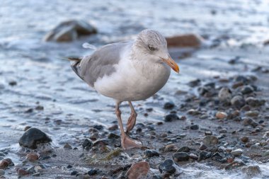 Ostseebad Sellin auf der Insel Ruegen Mecklenburg-Vorpommern 'de