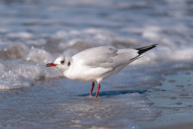 Baltık Denizi Fischland Zingst Darss Mecklenburg Vorpommern