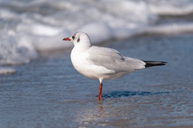 Baltık Denizi Fischland Zingst Darss Mecklenburg Vorpommern