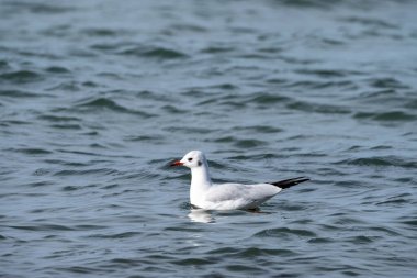Ulusal Park Vorpommersche Boddenlandschaft Fischland Zingst D