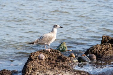 Ostseestrand Ostseebad Sellin auf der Insel Ruegen Mecklenburg Vorpommern 'de