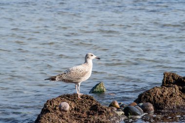 Ostseestrand Ostseebad Sellin auf der Insel Ruegen Mecklenburg Vorpommern 'de