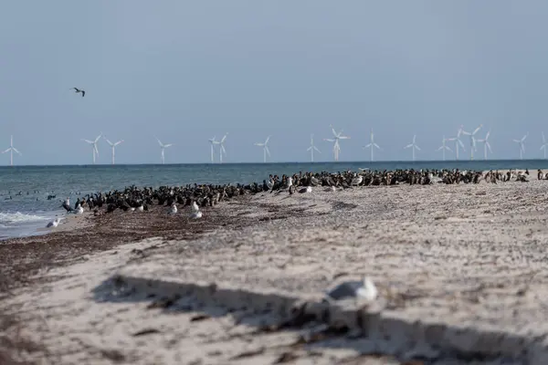 Ulusal Park Vorpommersche Boddenlandschaft Fischland Zingst D