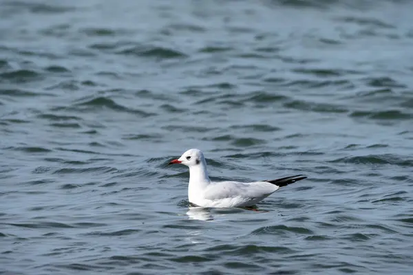 Ulusal Park Vorpommersche Boddenlandschaft Fischland Zingst D