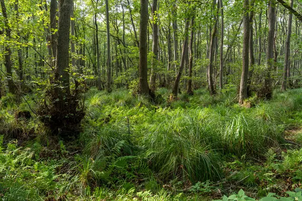 Ulusal Park Vorpommersche Boddenlandschaft Fischland Zingst D