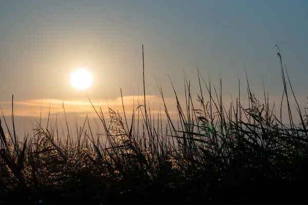 Baltık Denizi Fischland Zingst Darss Mecklenburg Vorpommern