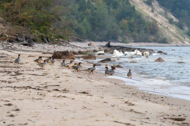 Baltık Denizi sahilinde doğa ve kuğular Ostseebad Sellin Mecklenburg Vorpommern