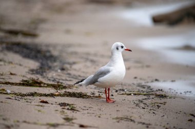 Ostsee Satıcısı Mecklenburg Vorpommern Ostsee