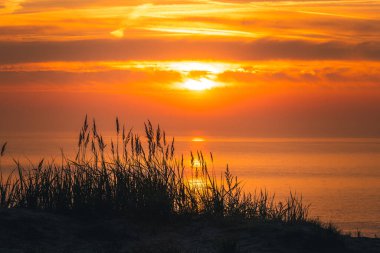 Kastanienallee im Nebel und Sonnenaufgang Insel Ruegen Mecklenburg Vorpommern