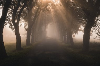 Kastanienallee im Nebel und Sonnenaufgang Insel Ruegen Mecklenburg Vorpommern