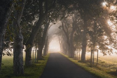 Kastanienallee im Nebel und Sonnenaufgang Insel Ruegen Mecklenburg Vorpommern