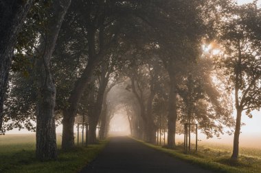 Kastanienallee im Nebel und Sonnenaufgang Insel Ruegen Mecklenburg Vorpommern