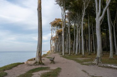 Gespensterwald Nienhagen an der Ostsee