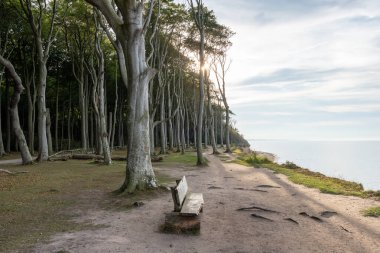 Gespensterwald Nienhagen an der Ostsee