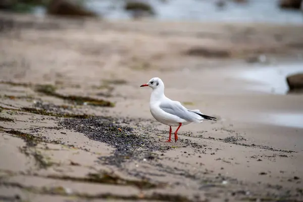 Ostsee Satıcısı Mecklenburg Vorpommern Ostsee