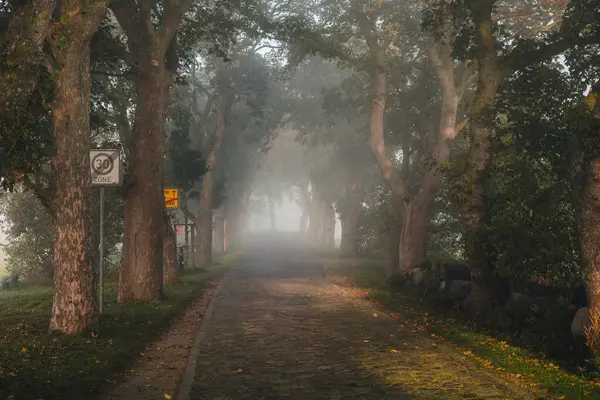 Kastanienallee im Nebel und Sonnenaufgang Insel Ruegen Mecklenburg Vorpommern