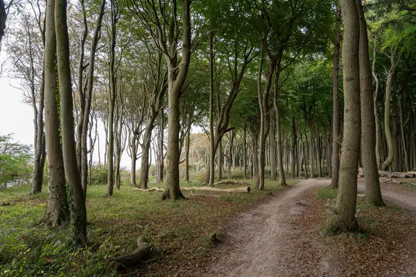 Kreidekste, Kreidefelsen Milli Parkı Jasmund Ostsee