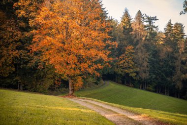 Güneşin battığı sisli bir sonbahar gününde karanlık ve gizemli bir ormanın güzel bir görüntüsü.