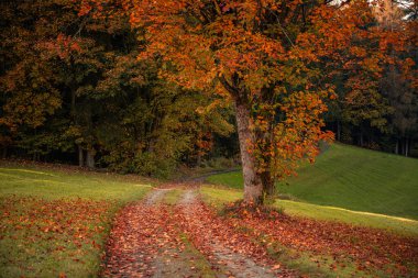 Güneşin battığı sisli bir sonbahar gününde karanlık ve gizemli bir ormanın güzel bir görüntüsü.