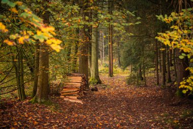 Güneşin battığı sisli bir sonbahar gününde karanlık ve gizemli bir ormanın güzel bir görüntüsü.