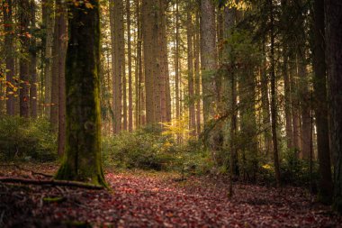 Güneşin battığı sisli bir sonbahar gününde karanlık ve gizemli bir ormanın güzel bir görüntüsü.