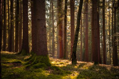 Güneşin battığı sisli bir sonbahar gününde karanlık ve gizemli bir ormanın güzel bir görüntüsü.