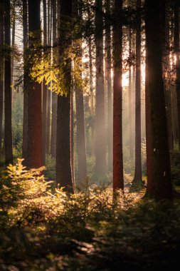 Güneşin battığı sisli bir sonbahar gününde karanlık ve gizemli bir ormanın güzel bir görüntüsü.