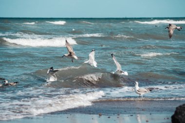 Danimarka sahilindeki martılar.