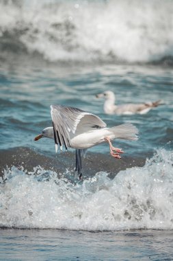 Danimarka sahilindeki martılar.