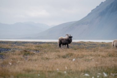 Vestrahorn Stoksnes Adaları yakınlarında tipik İzlanda koyunlarıyla güzel İzlanda manzarası