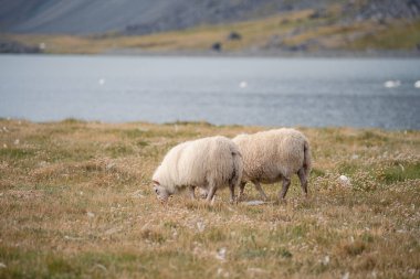 Vestrahorn Stoksnes Adaları yakınlarında tipik İzlanda koyunlarıyla güzel İzlanda manzarası