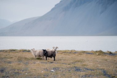 Vestrahorn Stoksnes Adaları yakınlarında tipik İzlanda koyunlarıyla güzel İzlanda manzarası