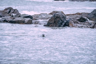 İzlanda Deniz Burnu. İzlanda 'nın güneydoğusundaki Stoksnes' de Vestrahorn İzlanda 'nın muhteşem akşam manzarası. İzlanda, Avrupa. İnanılmaz doğa manzarası. Popüler seyahat yerleri