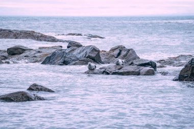 İzlanda Deniz Burnu. İzlanda 'nın güneydoğusundaki Stoksnes' de Vestrahorn İzlanda 'nın muhteşem akşam manzarası. İzlanda, Avrupa. İnanılmaz doğa manzarası. Popüler seyahat yerleri