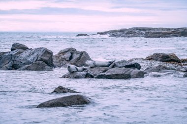 Foklu İzlanda deniz manzarası. Güneydoğu İzlanda sahillerinde fokları olan Stoksnes yakınlarındaki Vestrahorn İzlanda 'nın muhteşem manzarası. İzlanda, Avrupa. İnanılmaz doğal manzara. Popüler seyahat yerleri