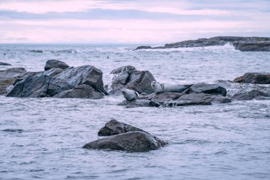 Foklu İzlanda deniz manzarası. Güneydoğu İzlanda sahillerinde fokları olan Stoksnes yakınlarındaki Vestrahorn İzlanda 'nın muhteşem manzarası. İzlanda, Avrupa. İnanılmaz doğal manzara. Popüler seyahat yerleri