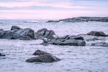 Foklu İzlanda deniz manzarası. Güneydoğu İzlanda sahillerinde fokları olan Stoksnes yakınlarındaki Vestrahorn İzlanda 'nın muhteşem manzarası. İzlanda, Avrupa. İnanılmaz doğal manzara. Popüler seyahat yerleri