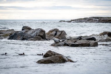 Foklu İzlanda deniz manzarası. Güneydoğu İzlanda sahillerinde fokları olan Stoksnes yakınlarındaki Vestrahorn İzlanda 'nın muhteşem manzarası. İzlanda, Avrupa. İnanılmaz doğal manzara. Popüler seyahat yerleri