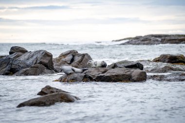 Foklu İzlanda deniz manzarası. Güneydoğu İzlanda sahillerinde fokları olan Stoksnes yakınlarındaki Vestrahorn İzlanda 'nın muhteşem manzarası. İzlanda, Avrupa. İnanılmaz doğal manzara. Popüler seyahat yerleri