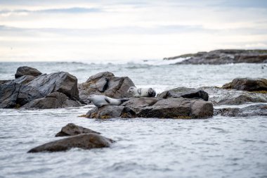 Foklu İzlanda deniz manzarası. Güneydoğu İzlanda sahillerinde fokları olan Stoksnes yakınlarındaki Vestrahorn İzlanda 'nın muhteşem manzarası. İzlanda, Avrupa. İnanılmaz doğal manzara. Popüler seyahat yerleri