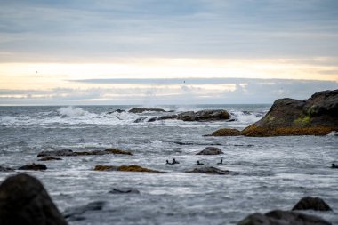 Foklu İzlanda deniz manzarası. Güneydoğu İzlanda sahillerinde fokları olan Stoksnes yakınlarındaki Vestrahorn İzlanda 'nın muhteşem manzarası. İzlanda, Avrupa. İnanılmaz doğal manzara. Popüler seyahat yerleri