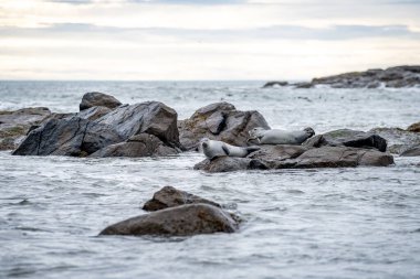 Foklu İzlanda deniz manzarası. Güneydoğu İzlanda sahillerinde fokları olan Stoksnes yakınlarındaki Vestrahorn İzlanda 'nın muhteşem manzarası. İzlanda, Avrupa. İnanılmaz doğal manzara. Popüler seyahat yerleri