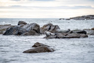 Foklu İzlanda deniz manzarası. Güneydoğu İzlanda sahillerinde fokları olan Stoksnes yakınlarındaki Vestrahorn İzlanda 'nın muhteşem manzarası. İzlanda, Avrupa. İnanılmaz doğal manzara. Popüler seyahat yerleri