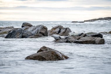 Foklu İzlanda deniz manzarası. Güneydoğu İzlanda sahillerinde fokları olan Stoksnes yakınlarındaki Vestrahorn İzlanda 'nın muhteşem manzarası. İzlanda, Avrupa. İnanılmaz doğal manzara. Popüler seyahat yerleri
