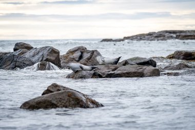 Foklu İzlanda deniz manzarası. Güneydoğu İzlanda sahillerinde fokları olan Stoksnes yakınlarındaki Vestrahorn İzlanda 'nın muhteşem manzarası. İzlanda, Avrupa. İnanılmaz doğal manzara. Popüler seyahat yerleri