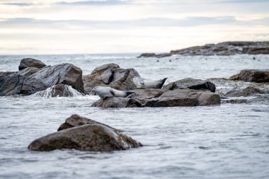 Foklu İzlanda deniz manzarası. Güneydoğu İzlanda sahillerinde fokları olan Stoksnes yakınlarındaki Vestrahorn İzlanda 'nın muhteşem manzarası. İzlanda, Avrupa. İnanılmaz doğal manzara. Popüler seyahat yerleri