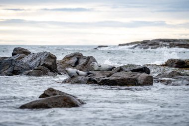 Foklu İzlanda deniz manzarası. Güneydoğu İzlanda sahillerinde fokları olan Stoksnes yakınlarındaki Vestrahorn İzlanda 'nın muhteşem manzarası. İzlanda, Avrupa. İnanılmaz doğal manzara. Popüler seyahat yerleri