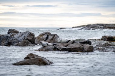 Foklu İzlanda deniz manzarası. Güneydoğu İzlanda sahillerinde fokları olan Stoksnes yakınlarındaki Vestrahorn İzlanda 'nın muhteşem manzarası. İzlanda, Avrupa. İnanılmaz doğal manzara. Popüler seyahat yerleri