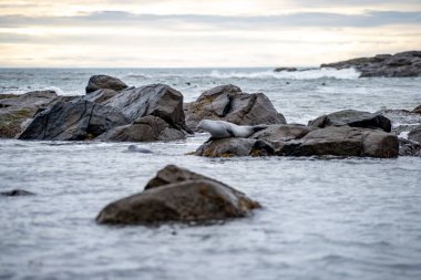 Foklu İzlanda deniz manzarası. Güneydoğu İzlanda sahillerinde fokları olan Stoksnes yakınlarındaki Vestrahorn İzlanda 'nın muhteşem manzarası. İzlanda, Avrupa. İnanılmaz doğal manzara. Popüler seyahat yerleri